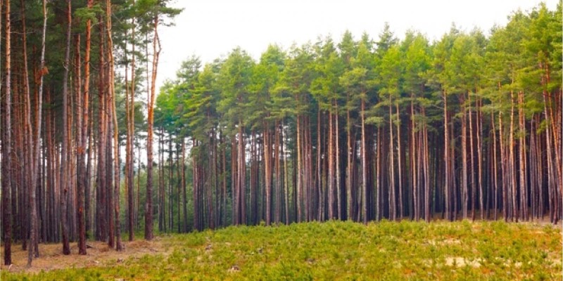 Darcepel – Pinus pode ser a solução para gerar renda extra